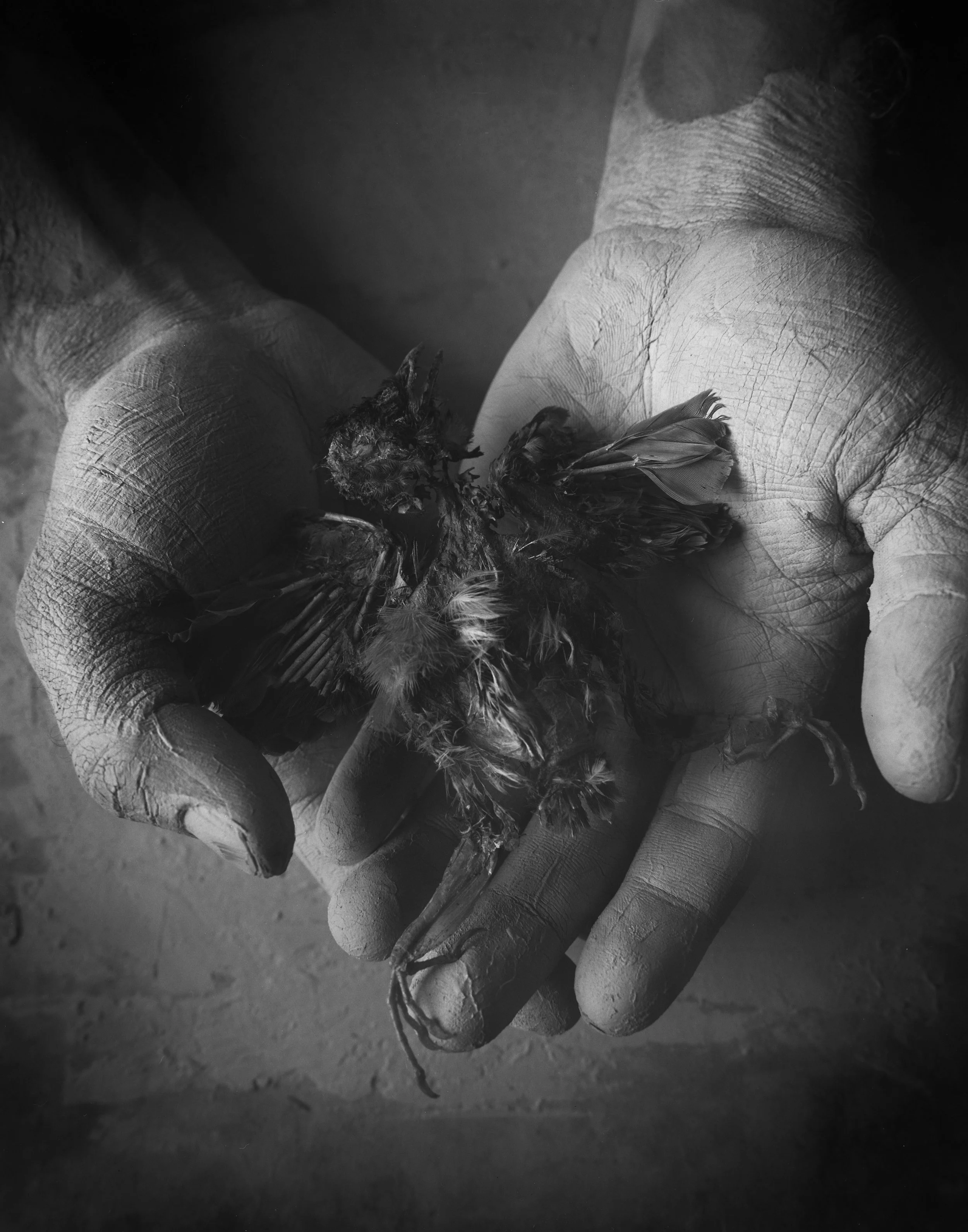 still life-bird in hand039.jpeg