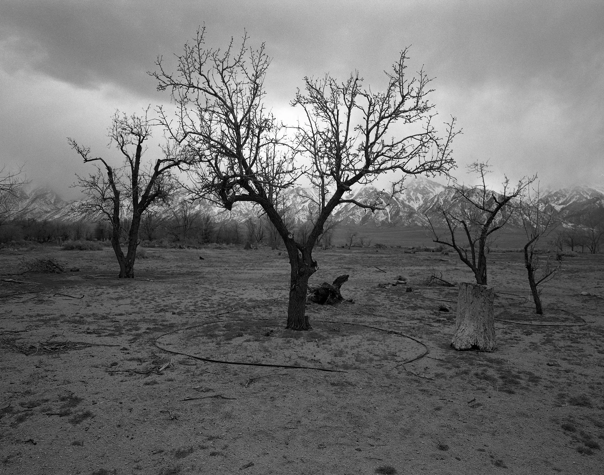 Copy of Manzanar orchard.jpg