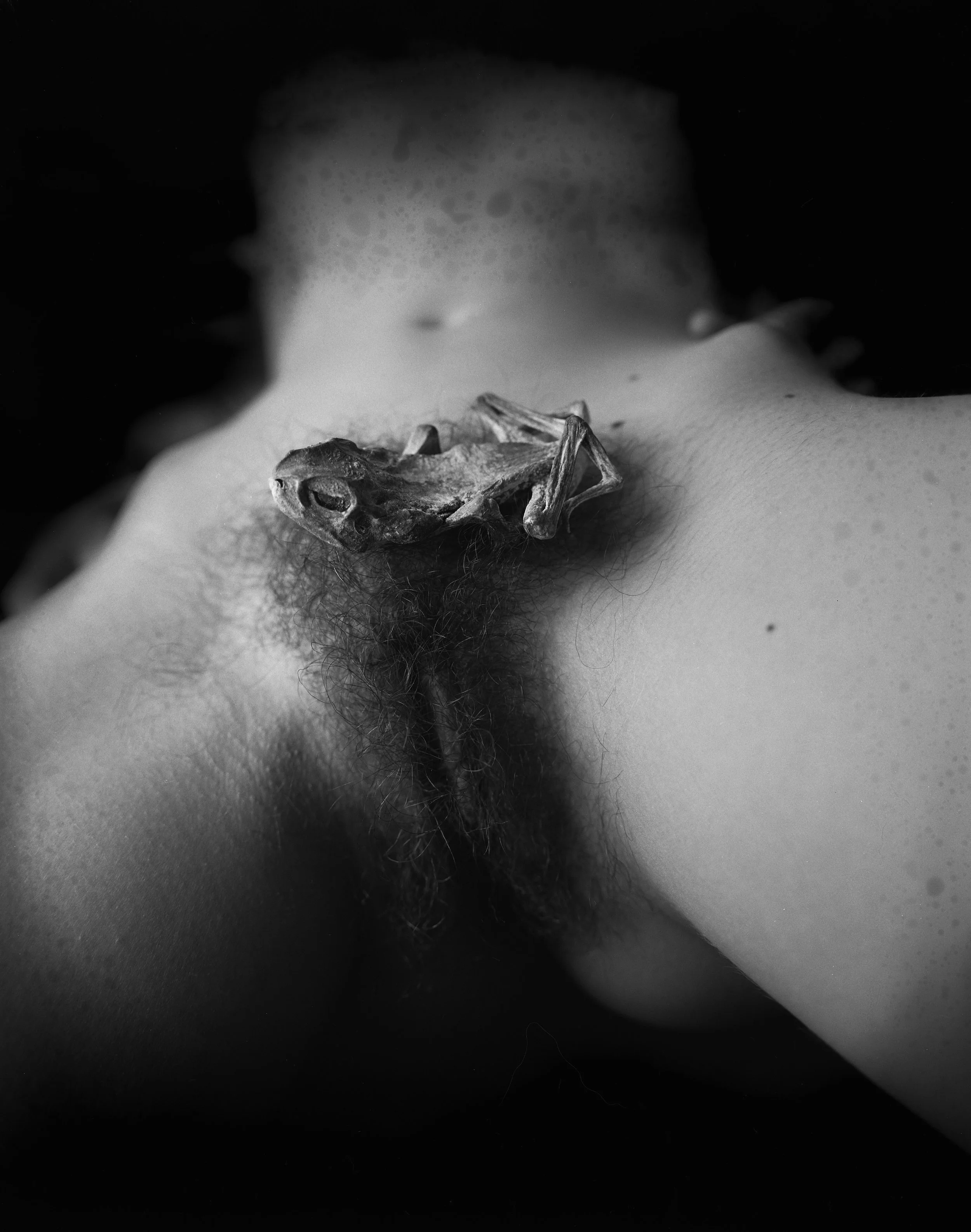 still life-toad038.jpeg