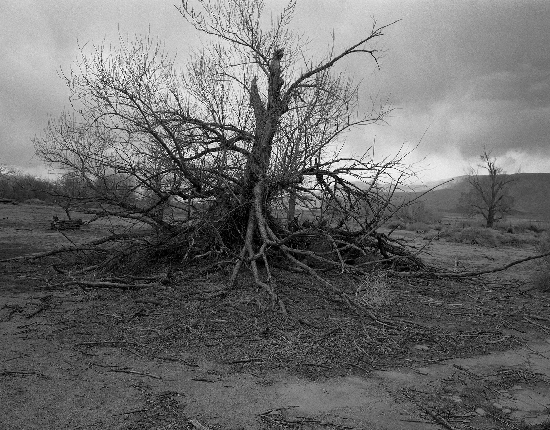 Copy of Manzanar fallen tree (crop 3).jpeg