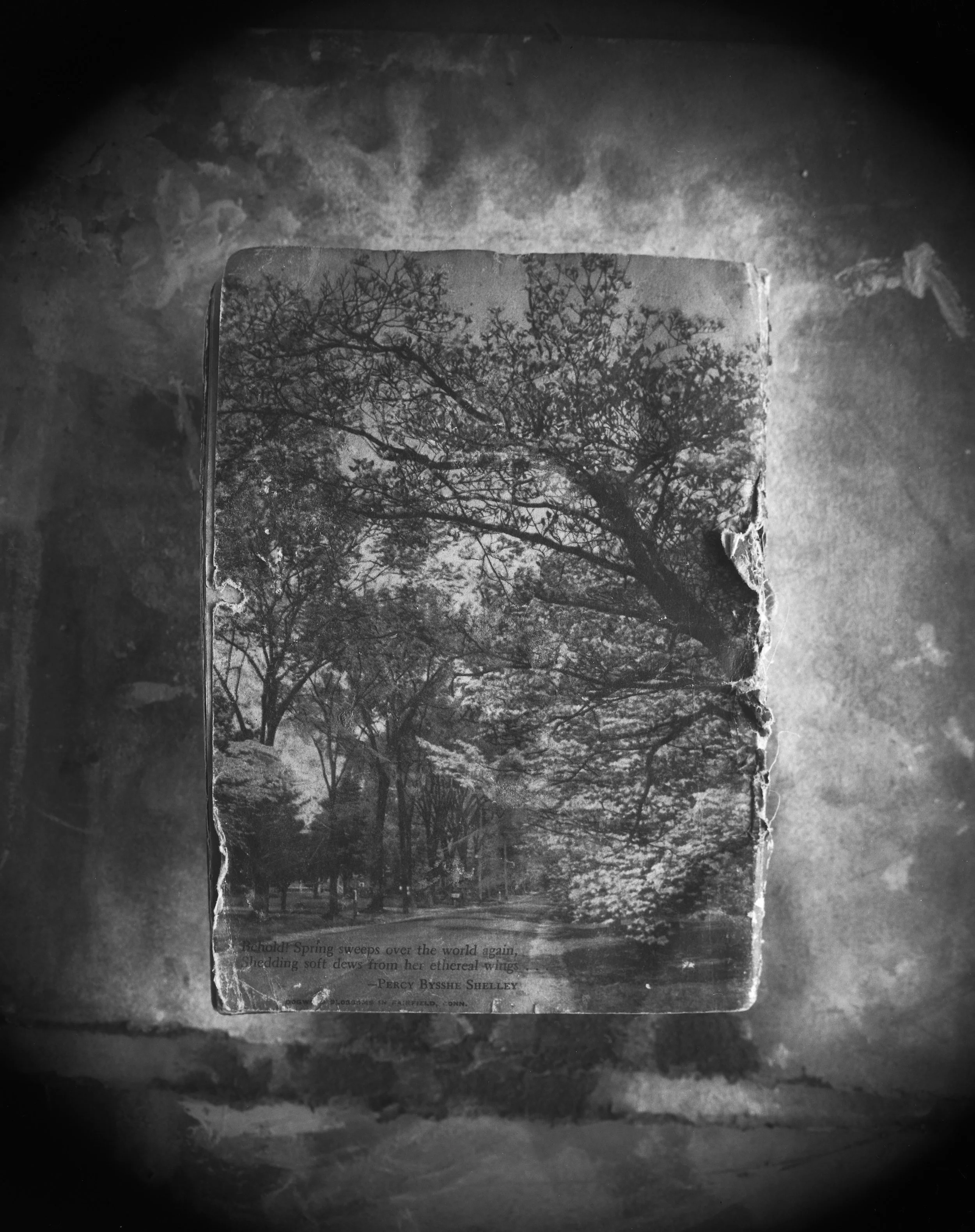 still life-landscape026.jpeg