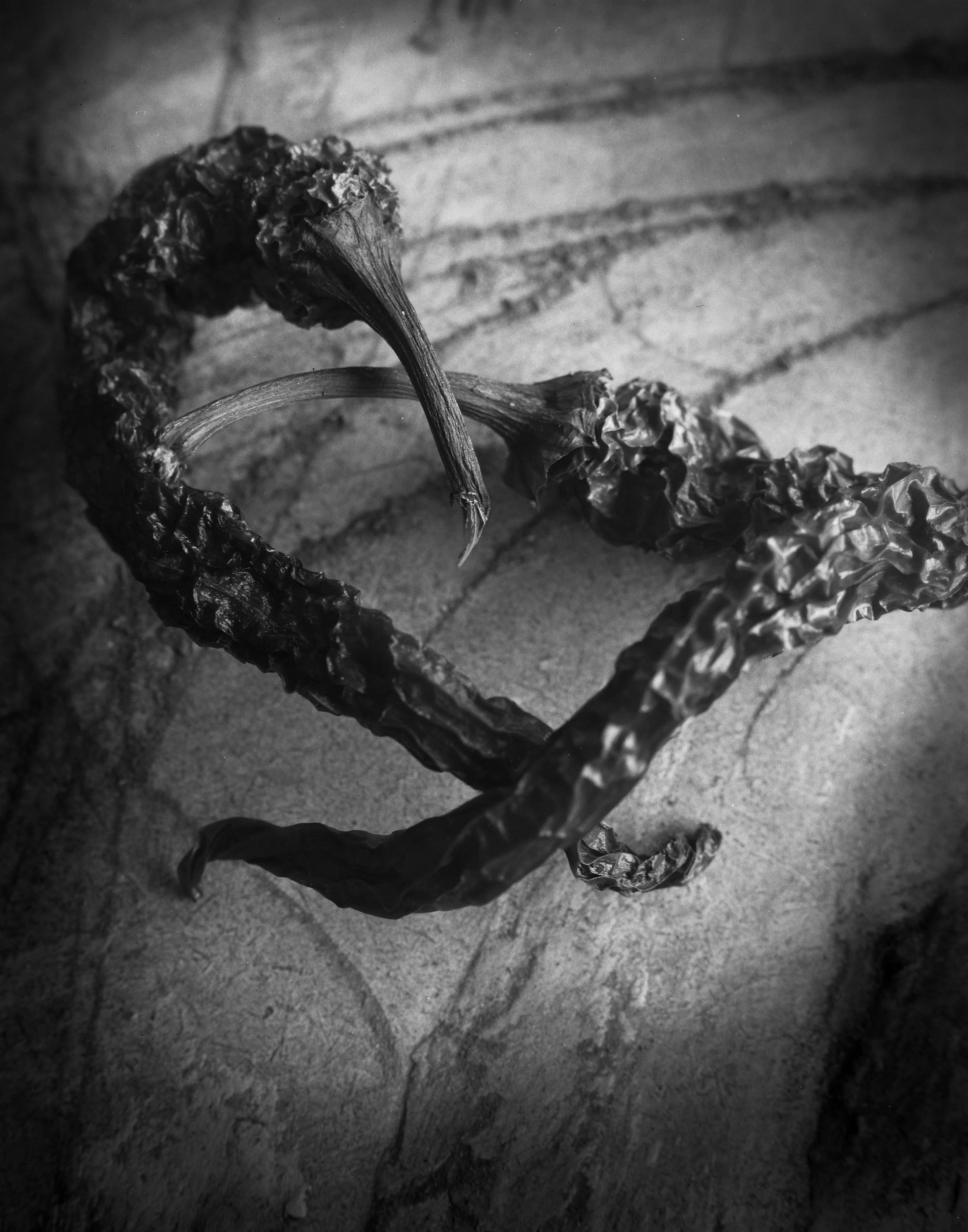 still life-pepper fight037.jpeg