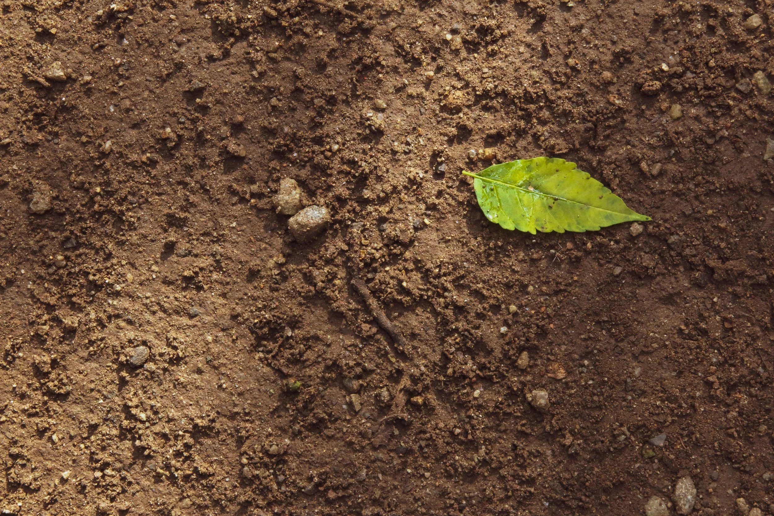Pricing guide for marketing services displayed over soil and leaf background, symbolizing business growth and investment.
