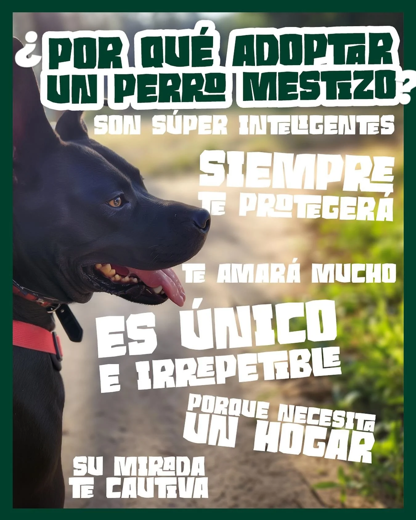 No soy de raza fina pero s&iacute; de mucho amor! 
#adoptanocompres❤️ #perrosmestizos #doglove #amorpeludo #ritoelperrito #rescuedog