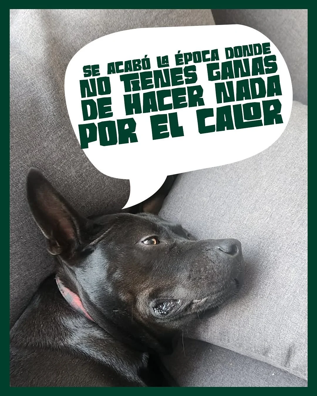 Quiero un panecito con caf&eacute;. 
#ceomindset #emprendedor #sweatherweather #dogsofig #lazyday