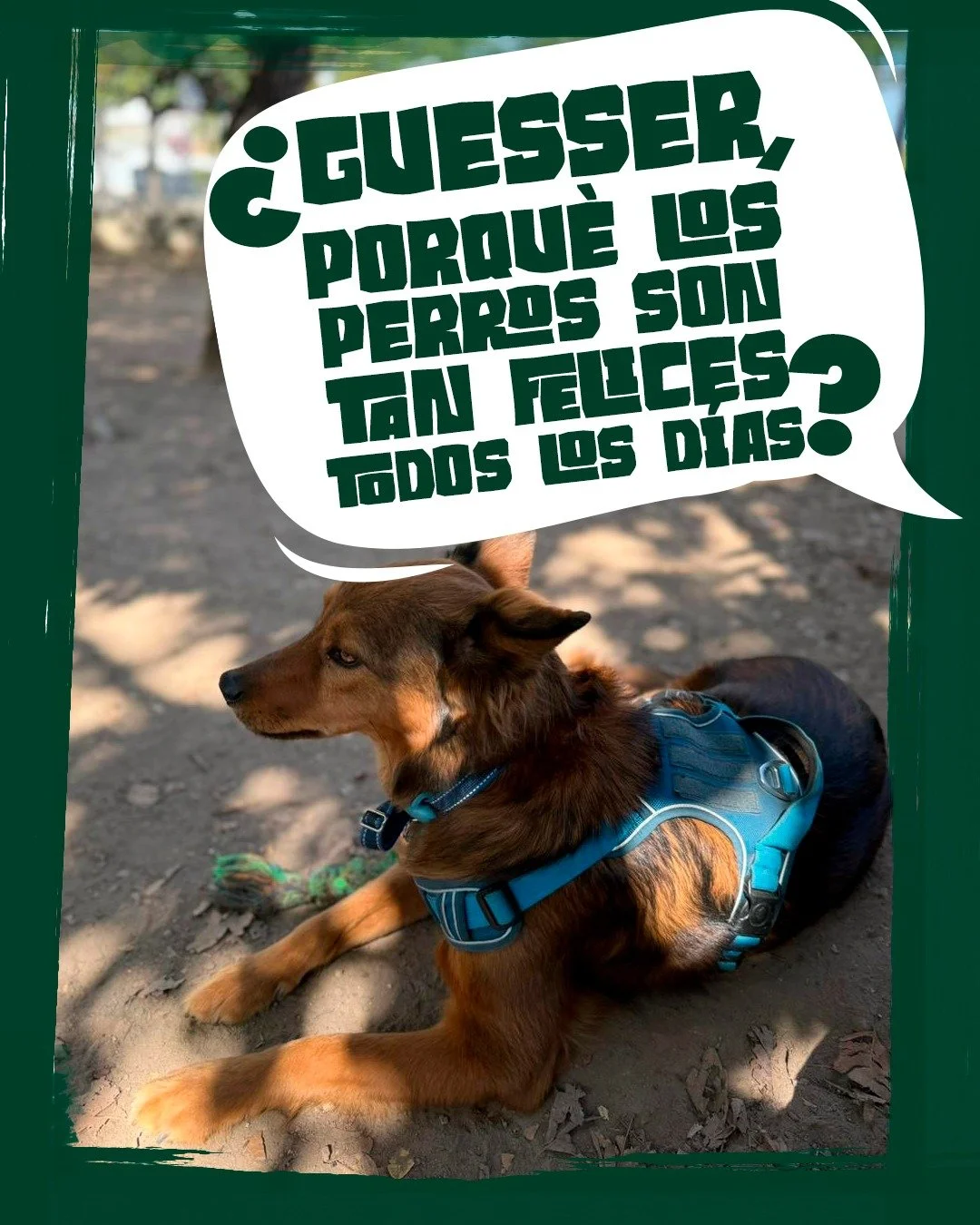 Lunes...
#perrosgram 
#DogLovers
#PetLovers
#AmorPerruno
#VidaConPerros
#DogLife
#Mascotas
#Due&ntilde;osResponsables
