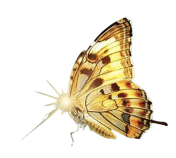 A butterfly with yellow and orange patterned wings, perched on a white background.