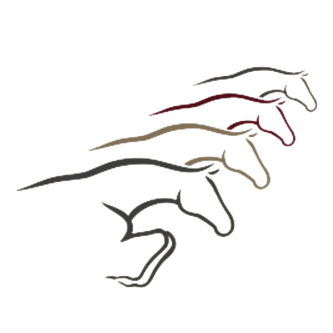 Outline of five different dinosaur heads in a row, each in a different color, against a black background.