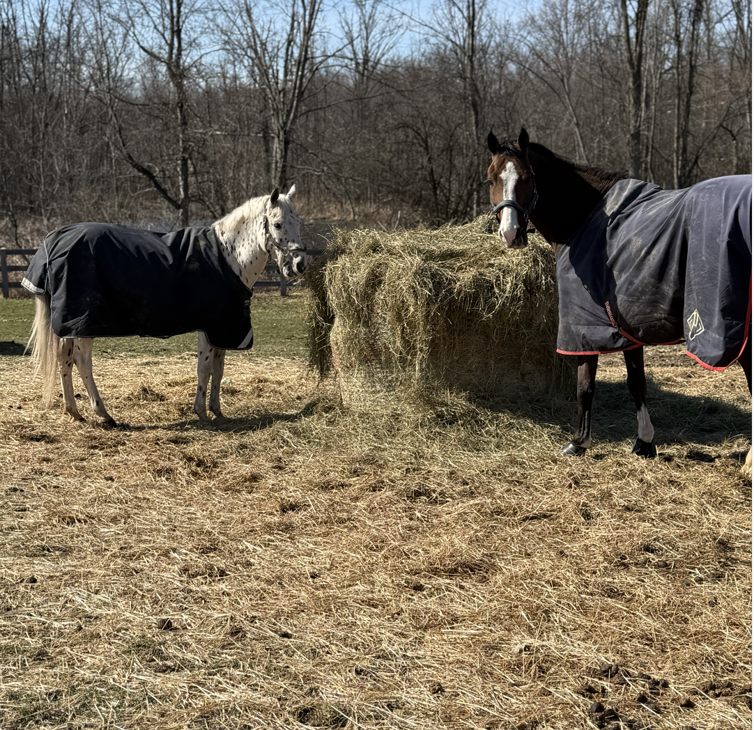 Two horses wearing blankets are eating hay from a large haystack in an outdoor paddock on a sunny day. Bare trees are visible in the background.