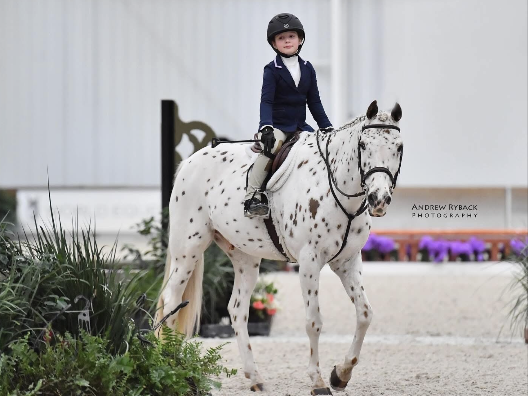 Young boy in riding gear, including a helmet and blazer, riding a white horse with black spots in an indoor equestrian arena.