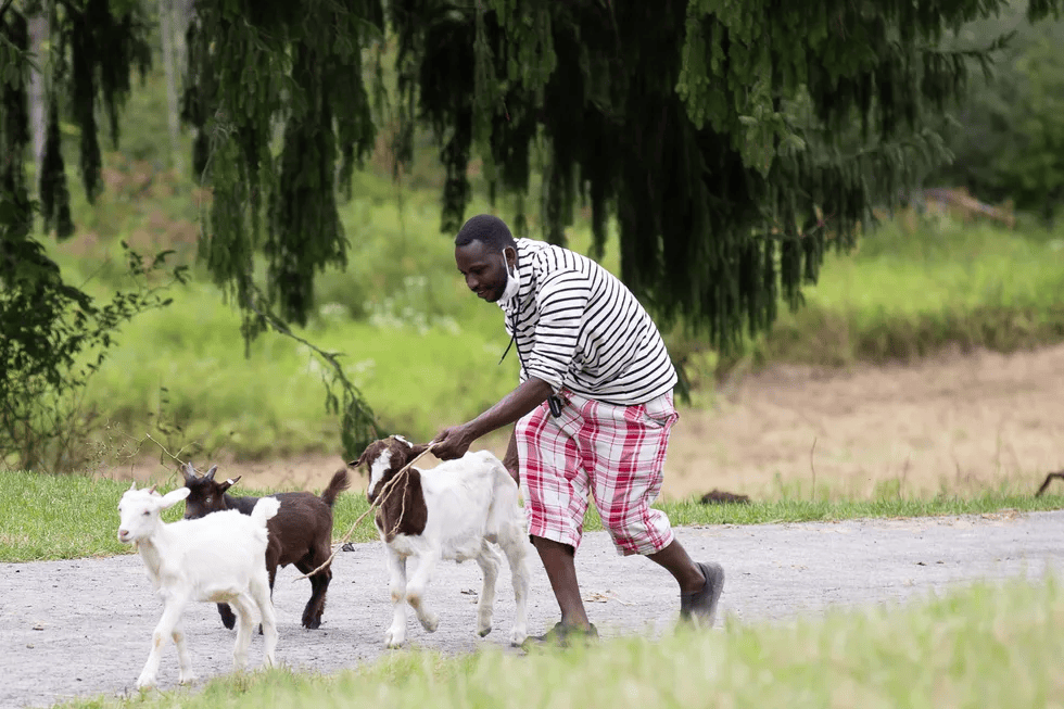 A man in striped shirt and checkered shorts herding young goats on a dirt path under a large tree.