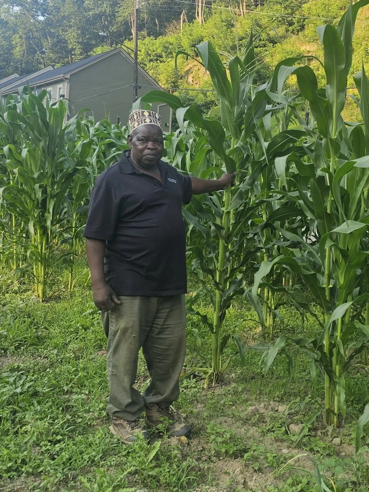 A man standing in a field of tall green corn plants, touching one of the plants, with a house and trees in the background.