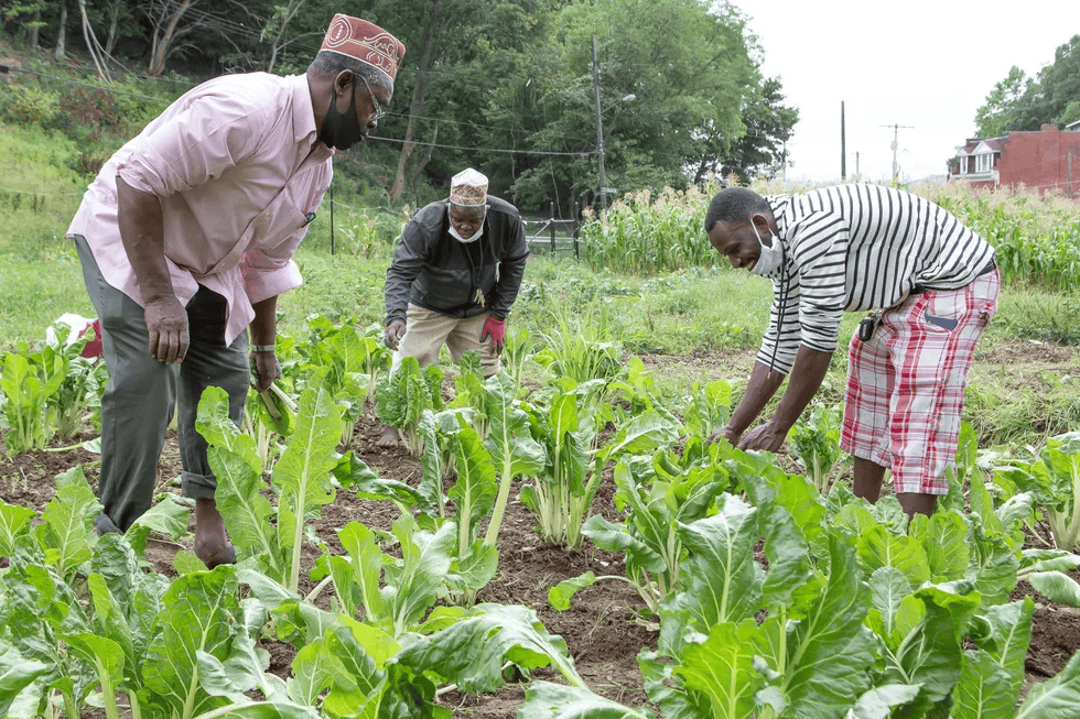 Three men working in a vegetable garden, planting or tending leafy greens, with a background of trees and a fence.