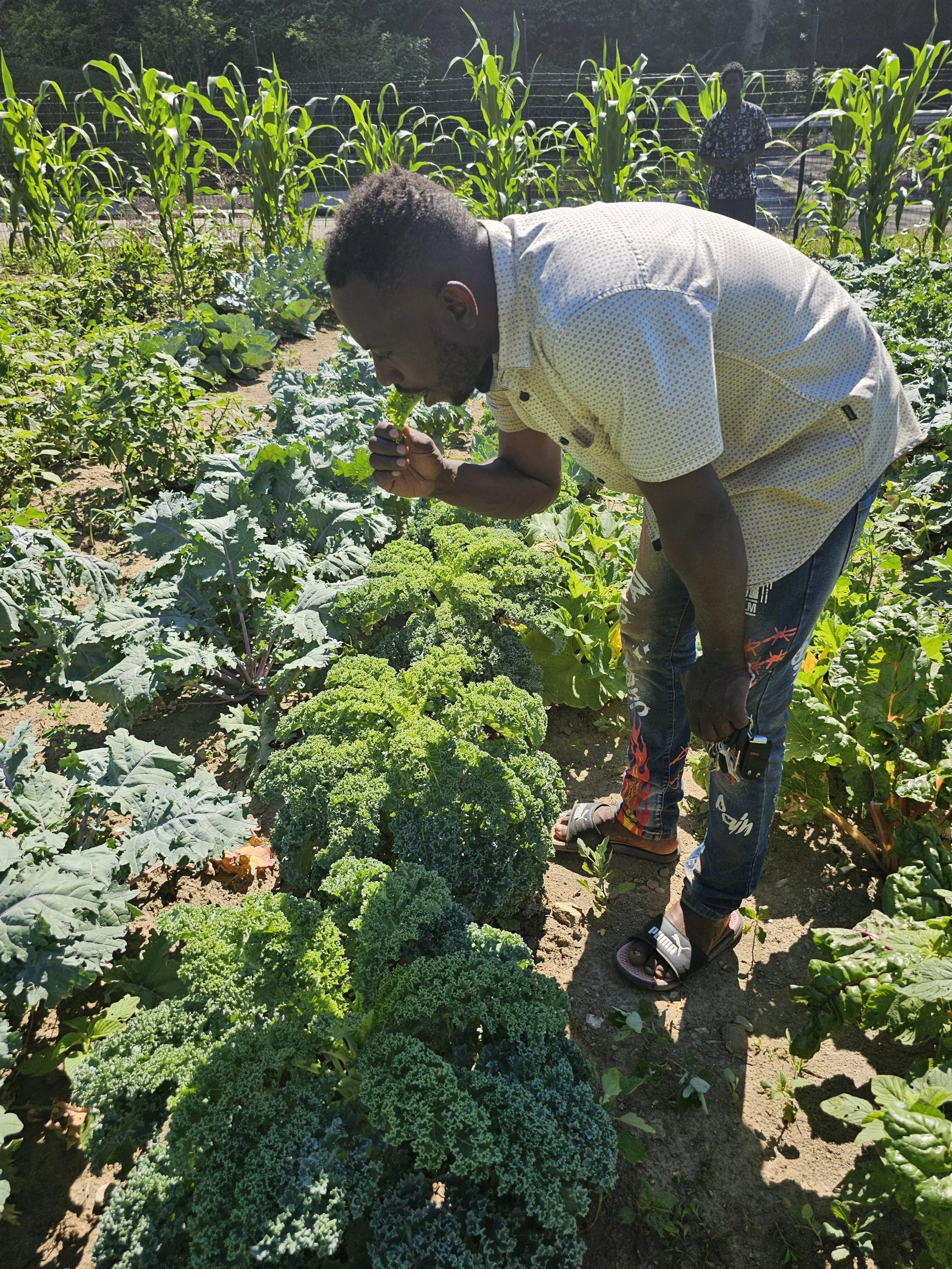 Man leaning over to examine kale and lettuce in a lush garden with other green vegetables, while a woman watches from a distance in the background.
