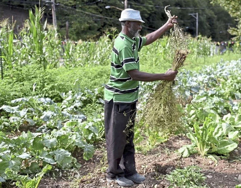 Older man in a green striped shirt and gray hat harvesting plants in a garden with various leafy vegetables and tall corn stalks in the background.