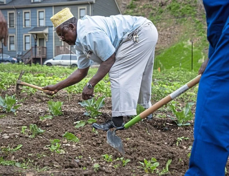 An elderly man wearing a yellow hat, glasses, and light-colored clothing is bent over planting or tending to young green plants in a garden with a house and cars in the background.