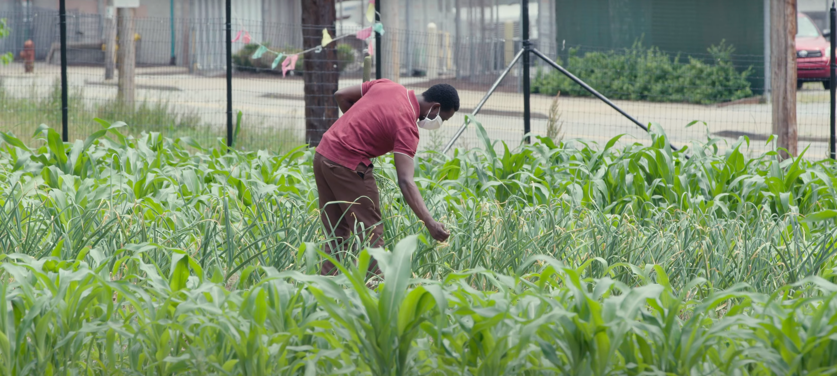 A person in a mask is tending to a lush green garden with tall corn plants and other crops, with a fence and urban background in the distance.