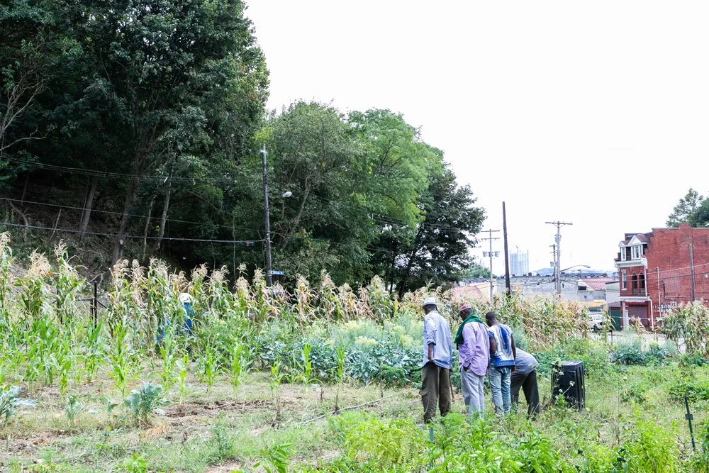 People working in a community garden with various plants, trees, and urban buildings in the background.