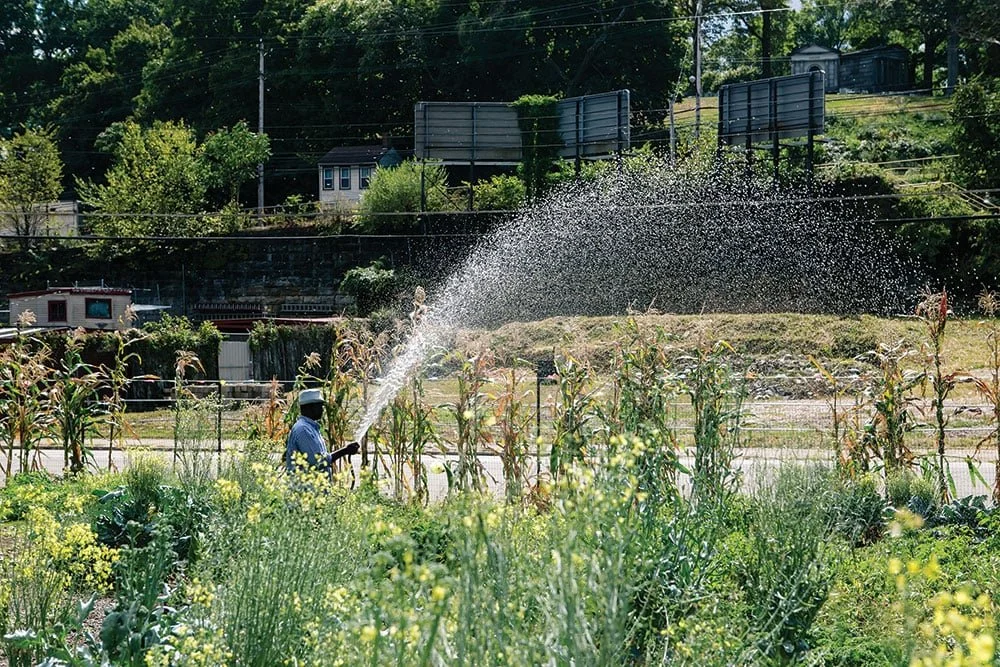 A person watering plants in a field on a bright, sunny day with greenery and trees in the background.