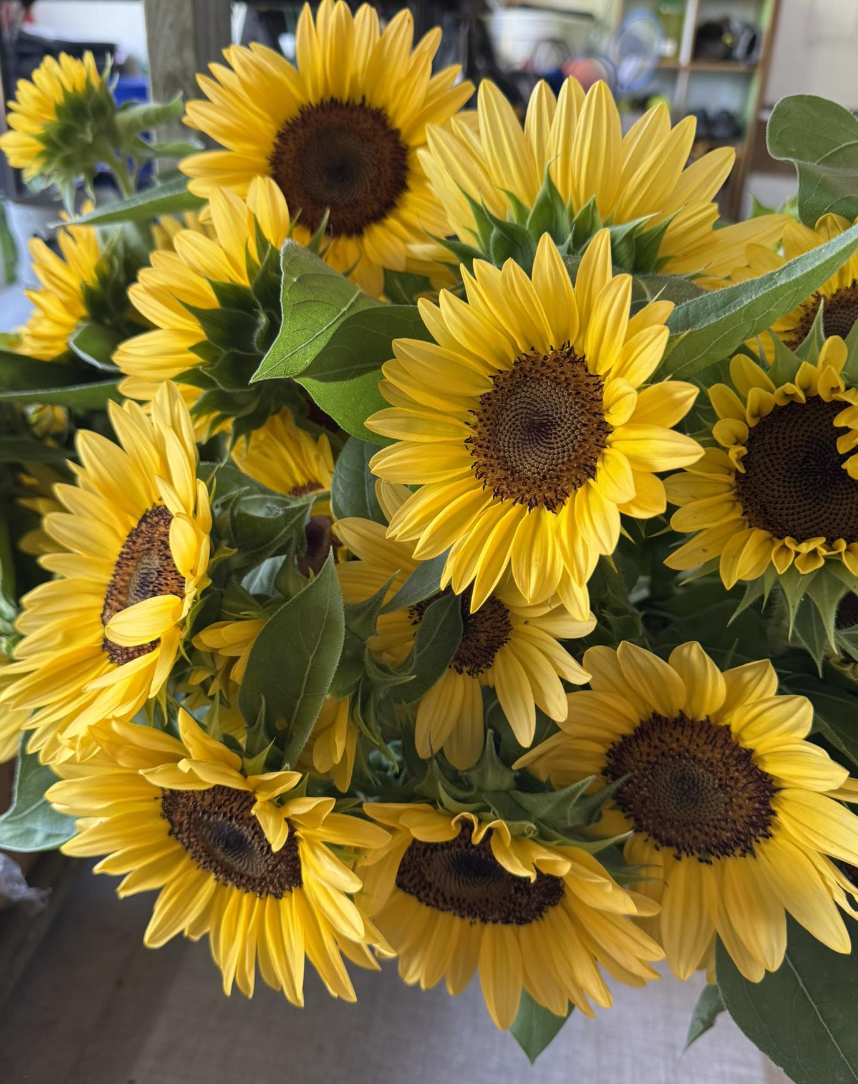 Screenshot 2025-07-29 at 10.16.49 AM.png