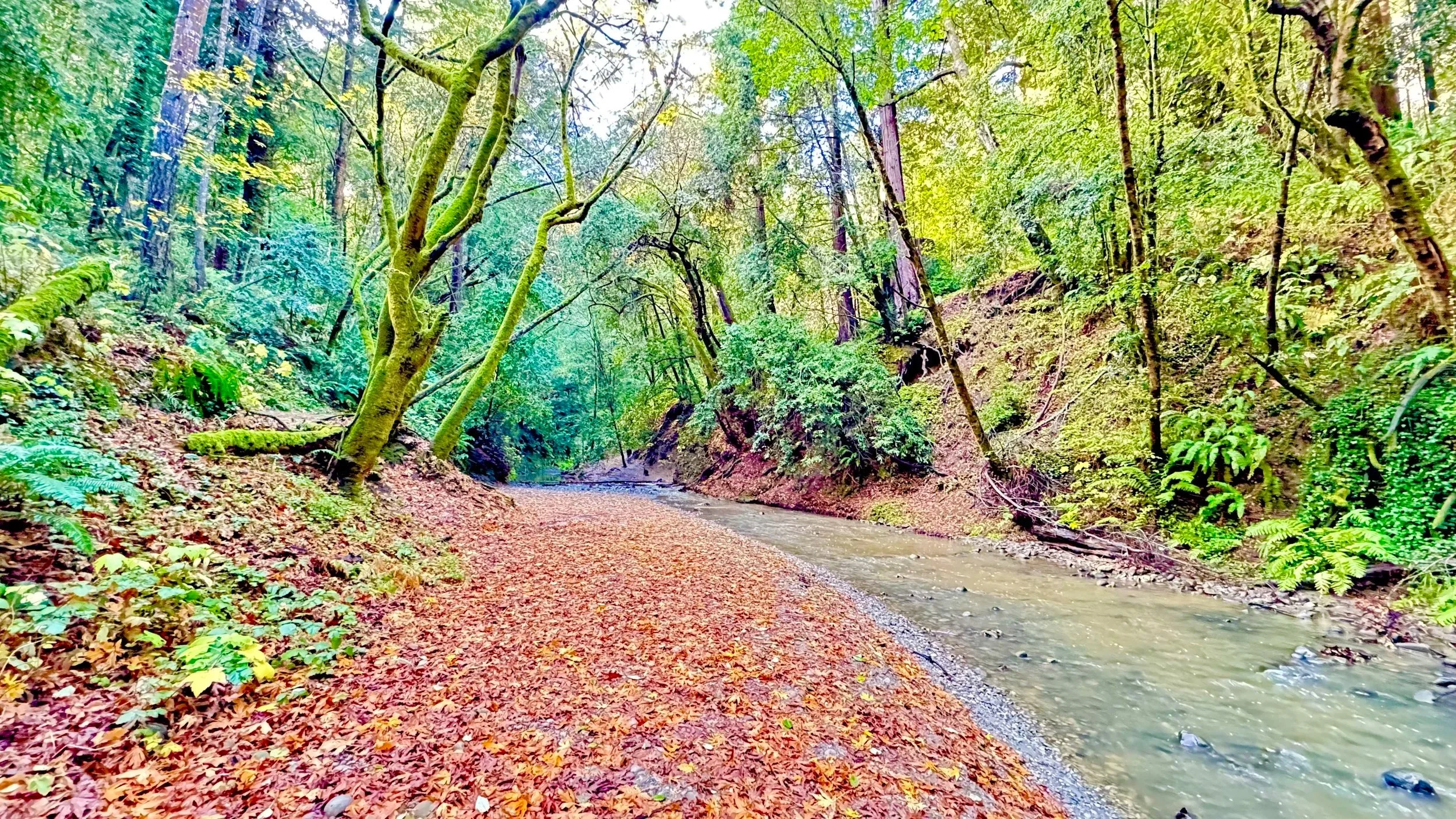 A forest scene with a small creek flowing through a leaf-covered trail, surrounded by green trees and dense foliage.