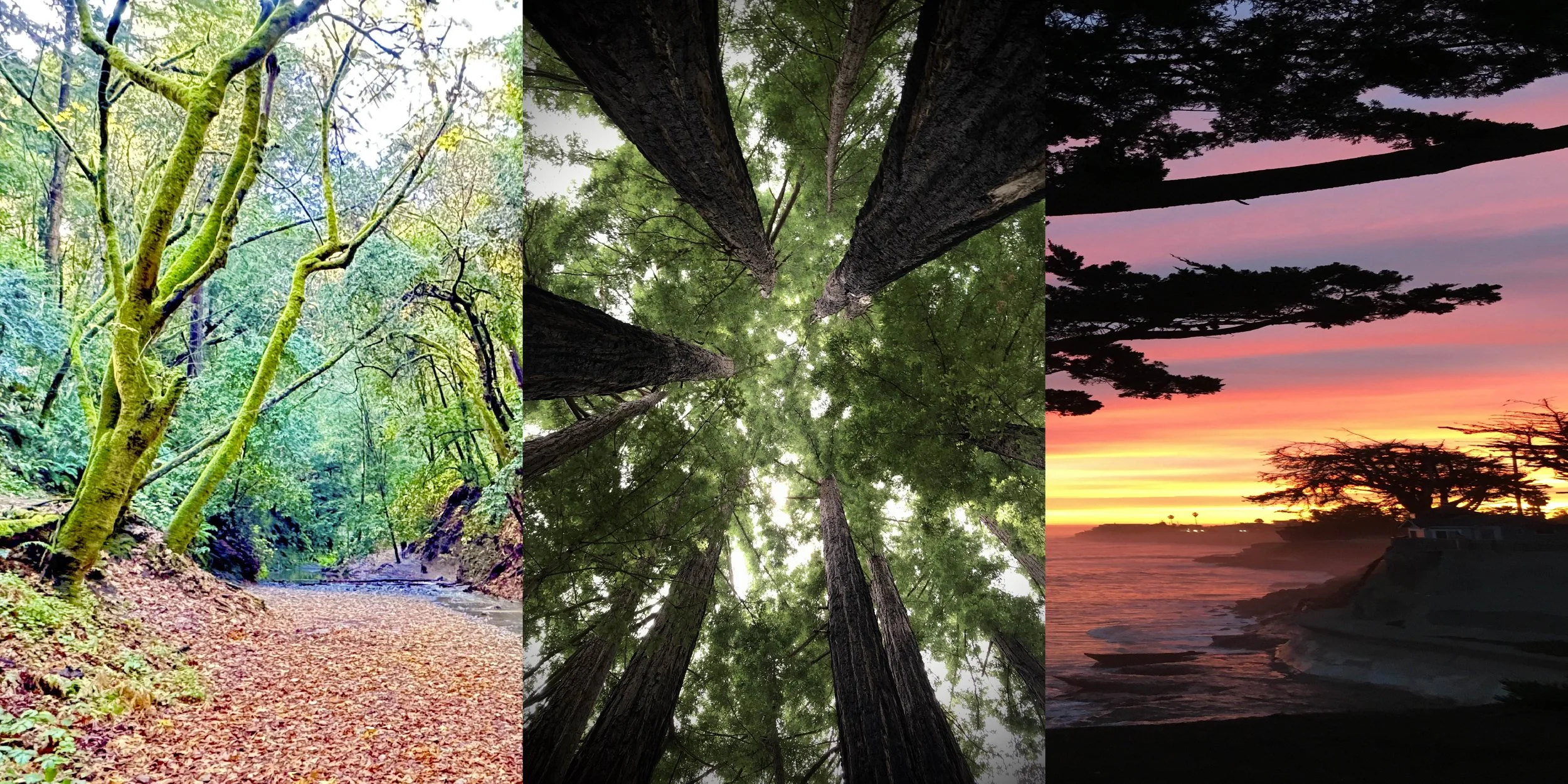 Photo collage of three nature scenes: a forest trail with green moss-covered trees in the daytime, a view looking up at tall trees in a green forest with sunlight filtering through the leaves, and a sunset over the ocean with trees on the coastline.