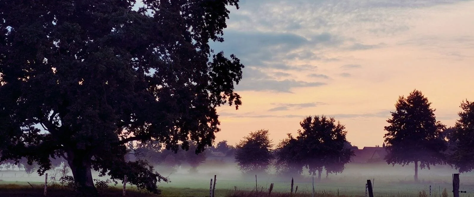 Graslandschaft mit Bäumen im Nebel