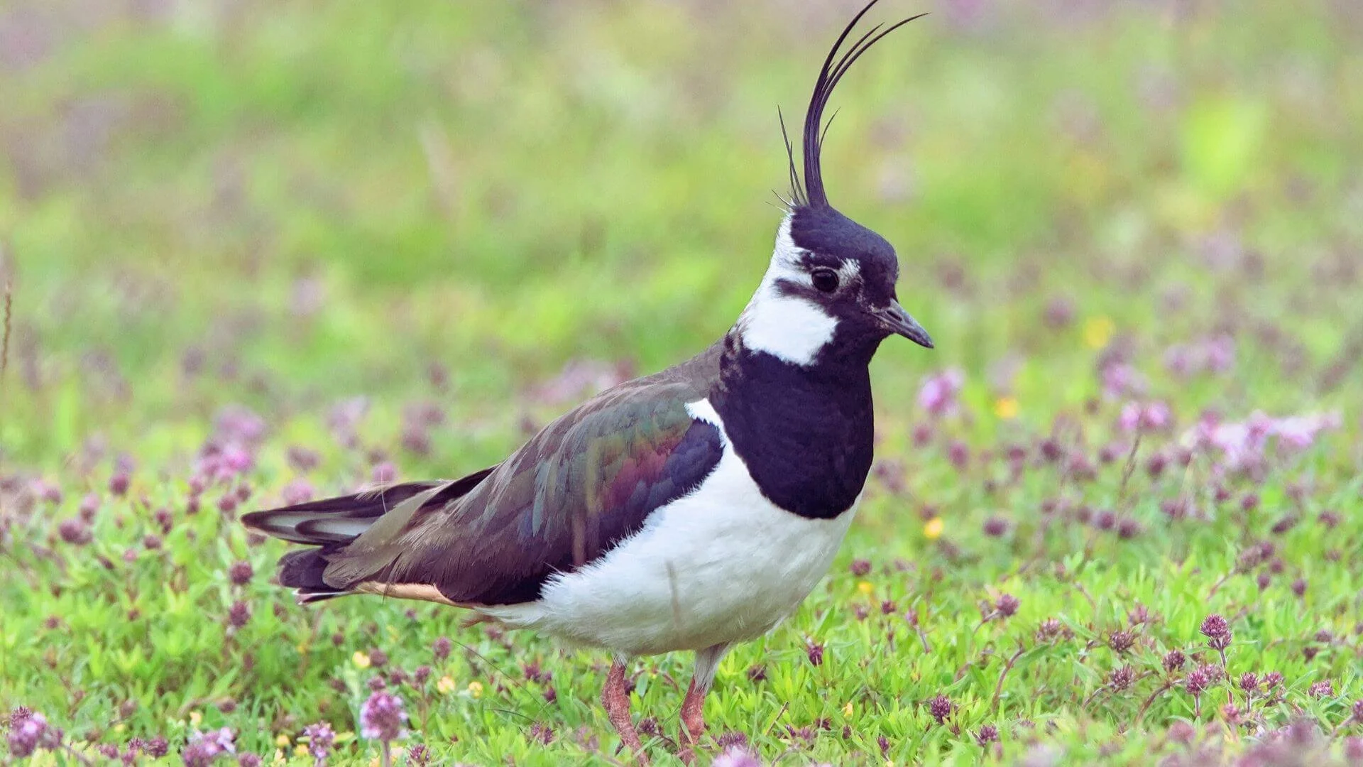 Kiebitz im Frühling an Steinhuder Meer