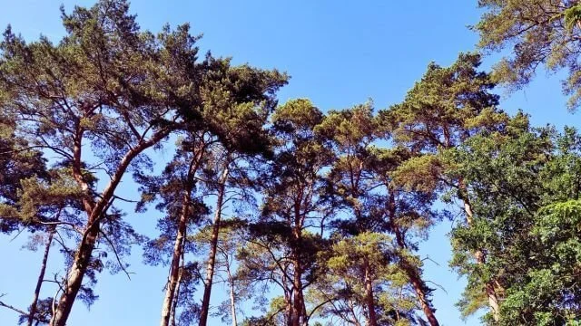 Kiefern am Steinhuder Meer in Mardorf