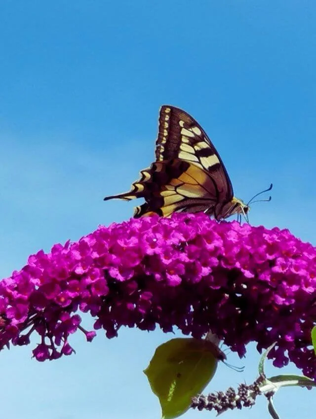 Schmetterling sitzt auf Blume