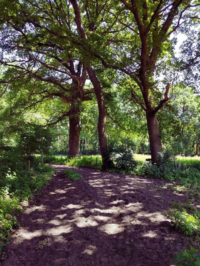 Ein Pfad zwischen Bäumen