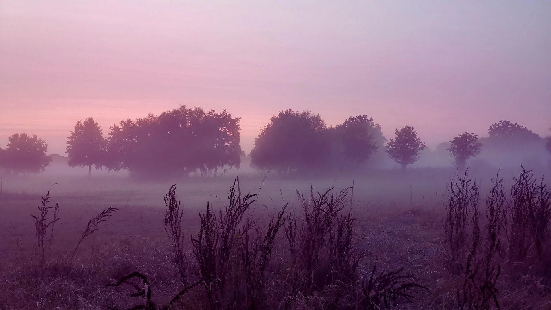 Bäume im Naturpark Steinhuder Meer im Nebel