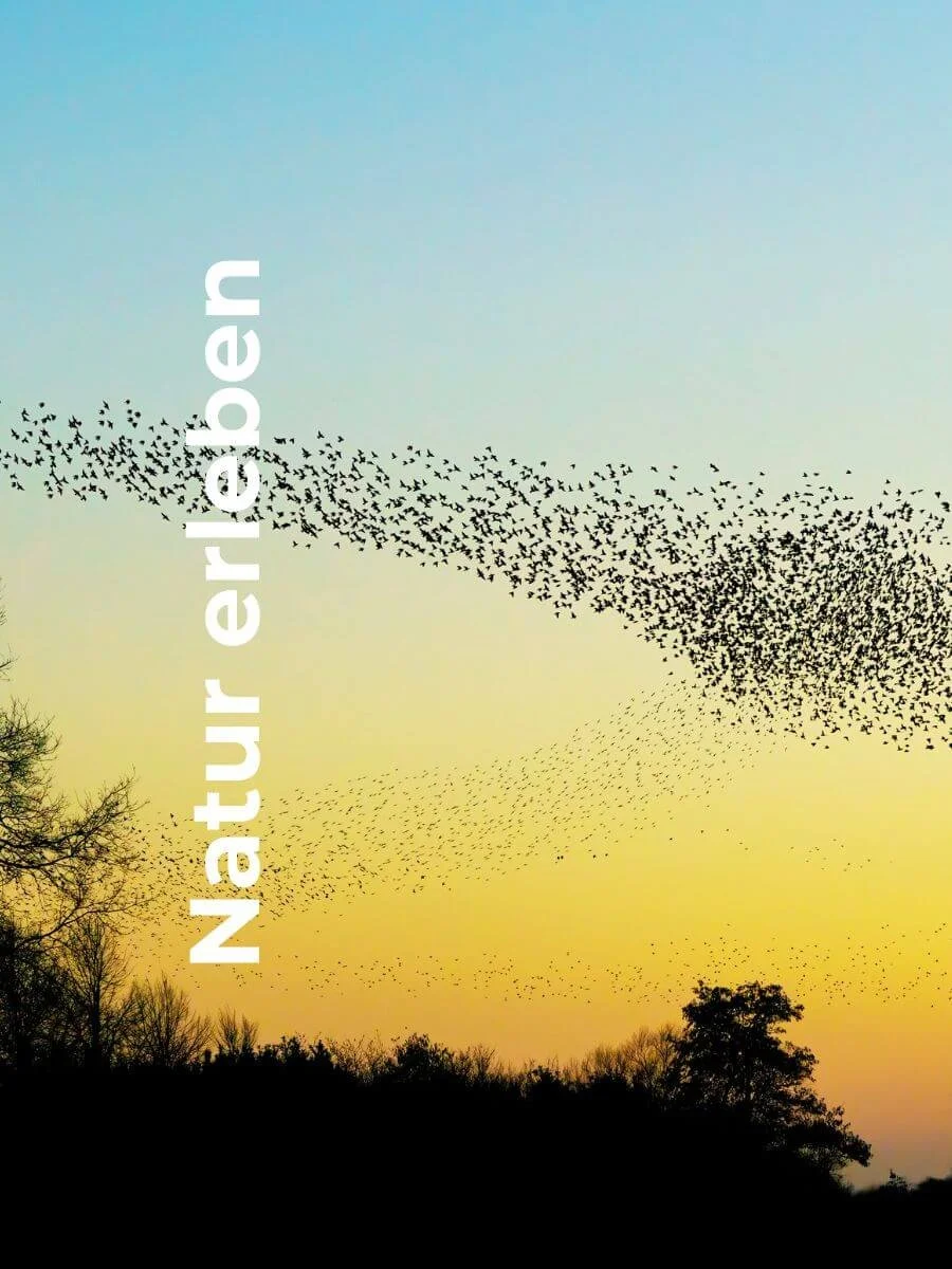 Herde von Staren am Steinhuder Meer Natur erleben