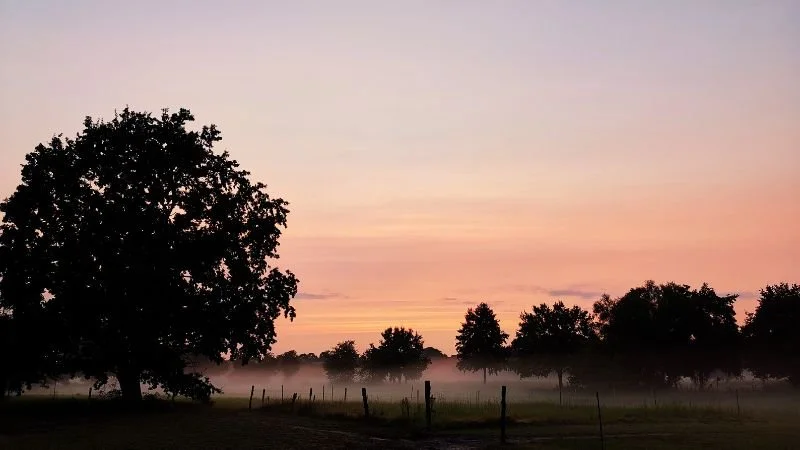 Weide mit Bäumen in der Abenddämmerung Mardorf