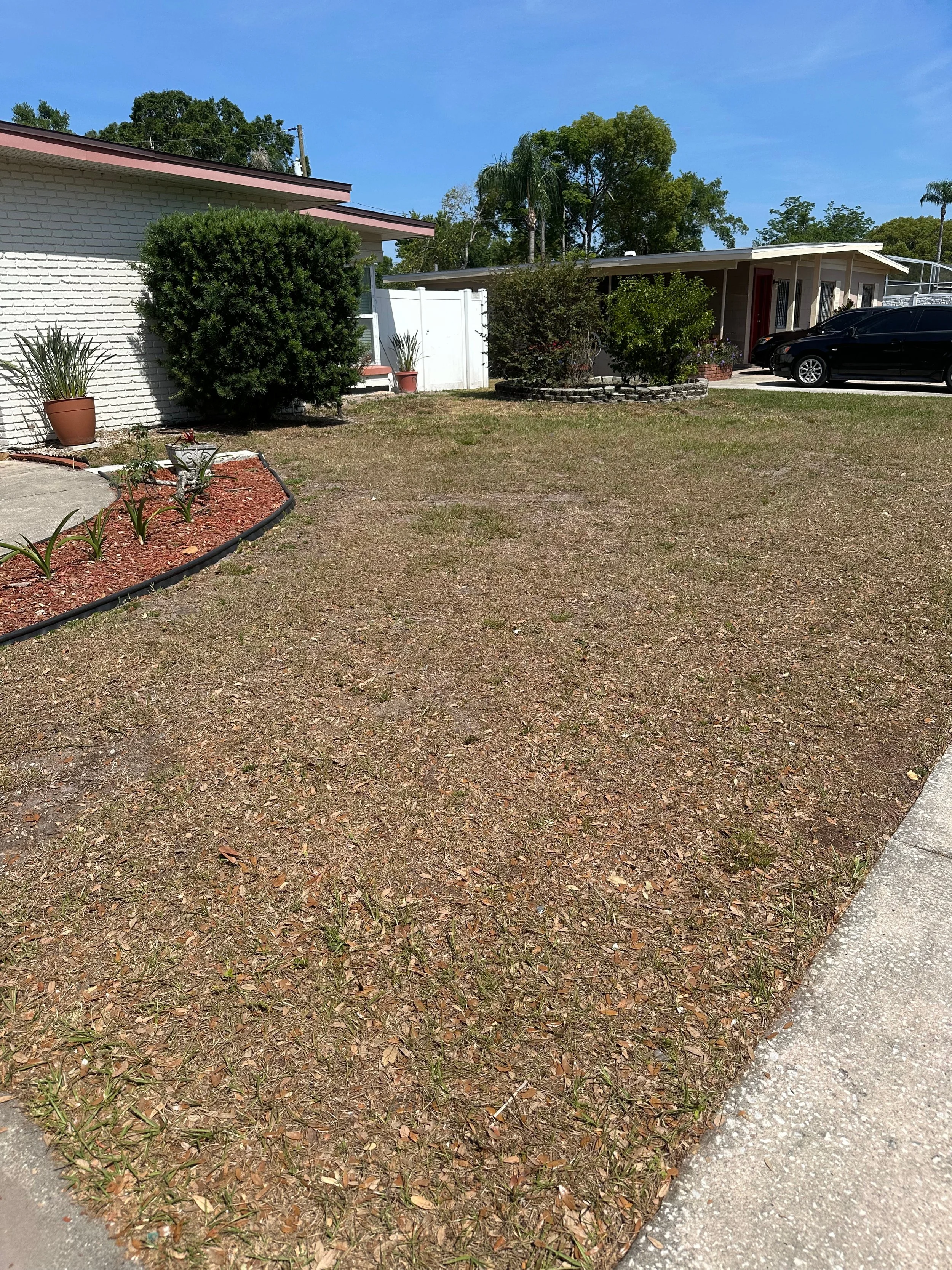 A front yard with a patch of dry grass and a concrete sidewalk on the right. There are two houses, one with a white brick wall and the other with a brown exterior, in the background. Potted plants and small shrubs are near the white house, and there is a black car parked in front of the brown house. Tall trees are visible in the distance under a clear blue sky.
