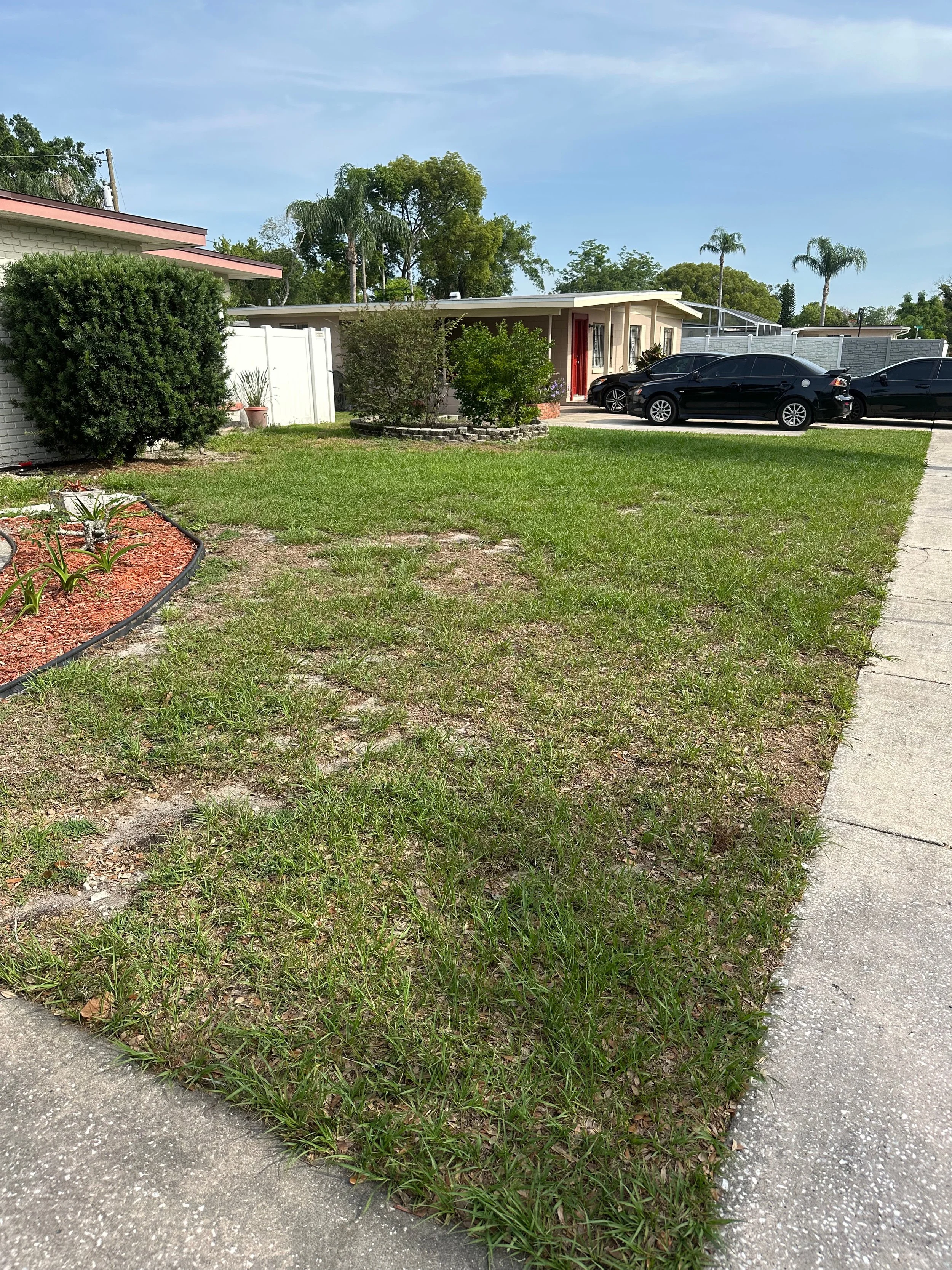 Front yard with a patchy grass lawn, a concrete sidewalk, a hedge, and several trees, with a house and parked cars in the background.