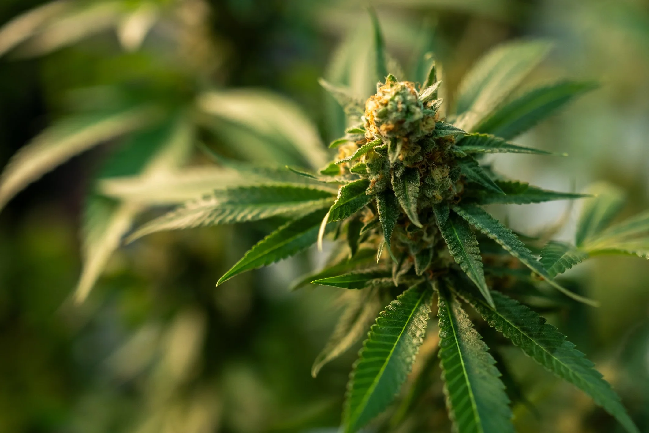 Close-up of a mature cannabis plant with green leaves and flowering buds covered in trichomes.