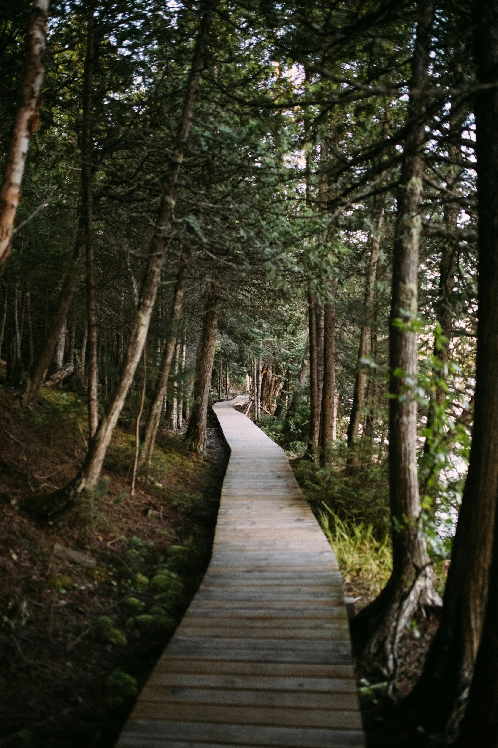 Wooden pathway leading through a dense forest with tall trees and green foliage.
