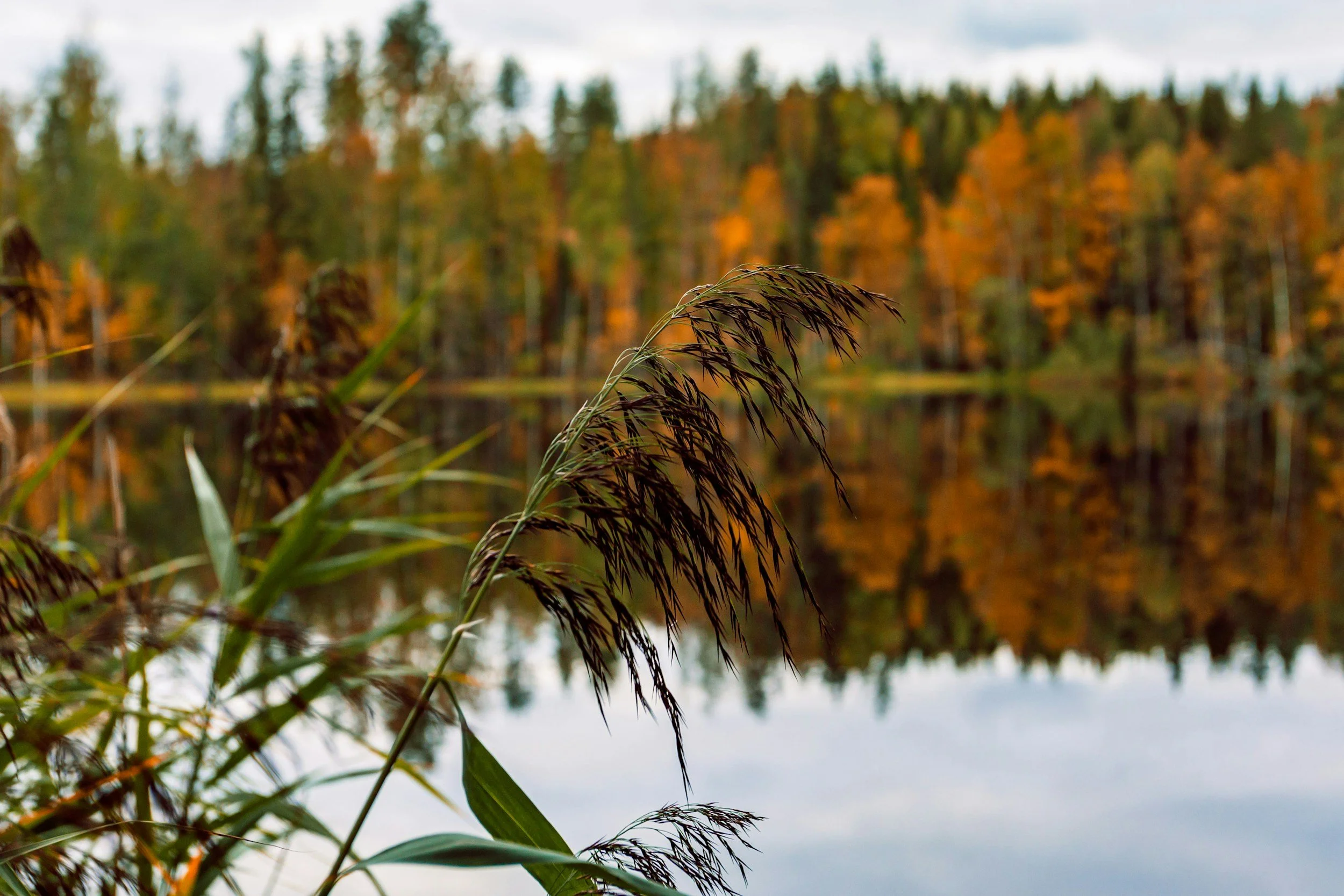Close-up of dark brown reed grass by a calm lake with autumn-colored trees in the background.