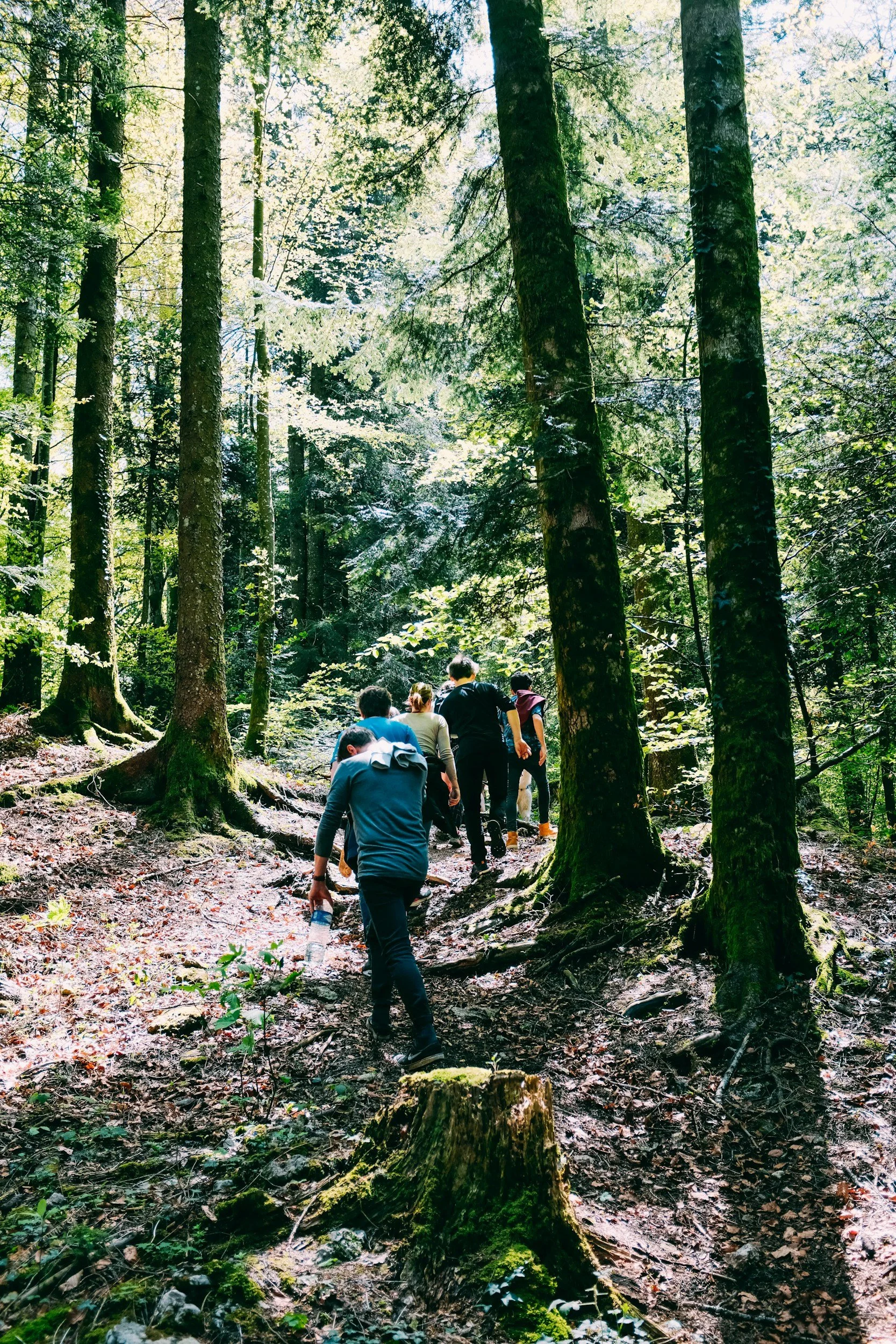 A group of people hiking through a lush, green forest on a dirt trail surrounded by tall trees.