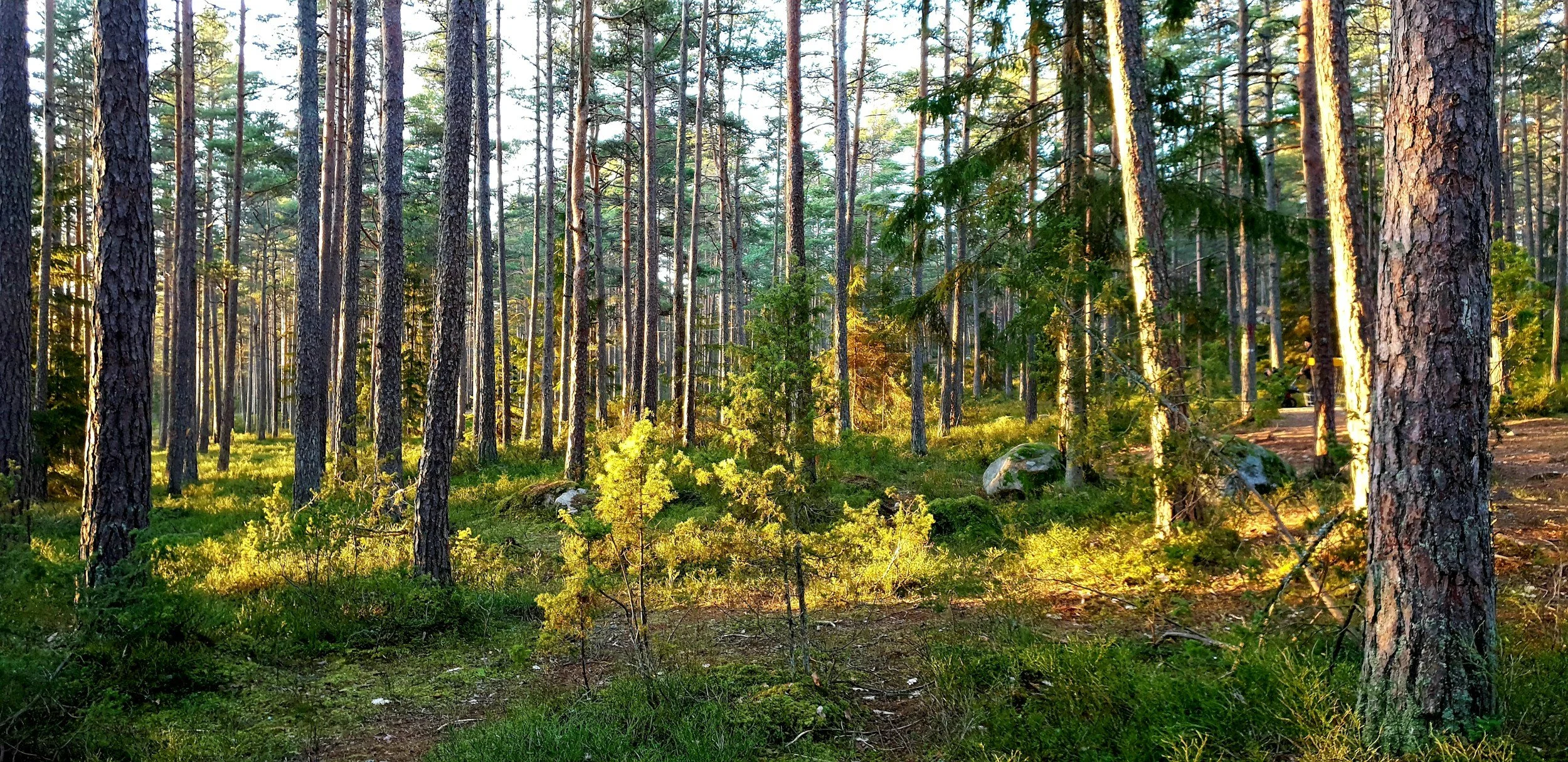 Sunlit forest scene with tall pine trees, green shrubs, and a dirt path, illuminated by golden sunlight.