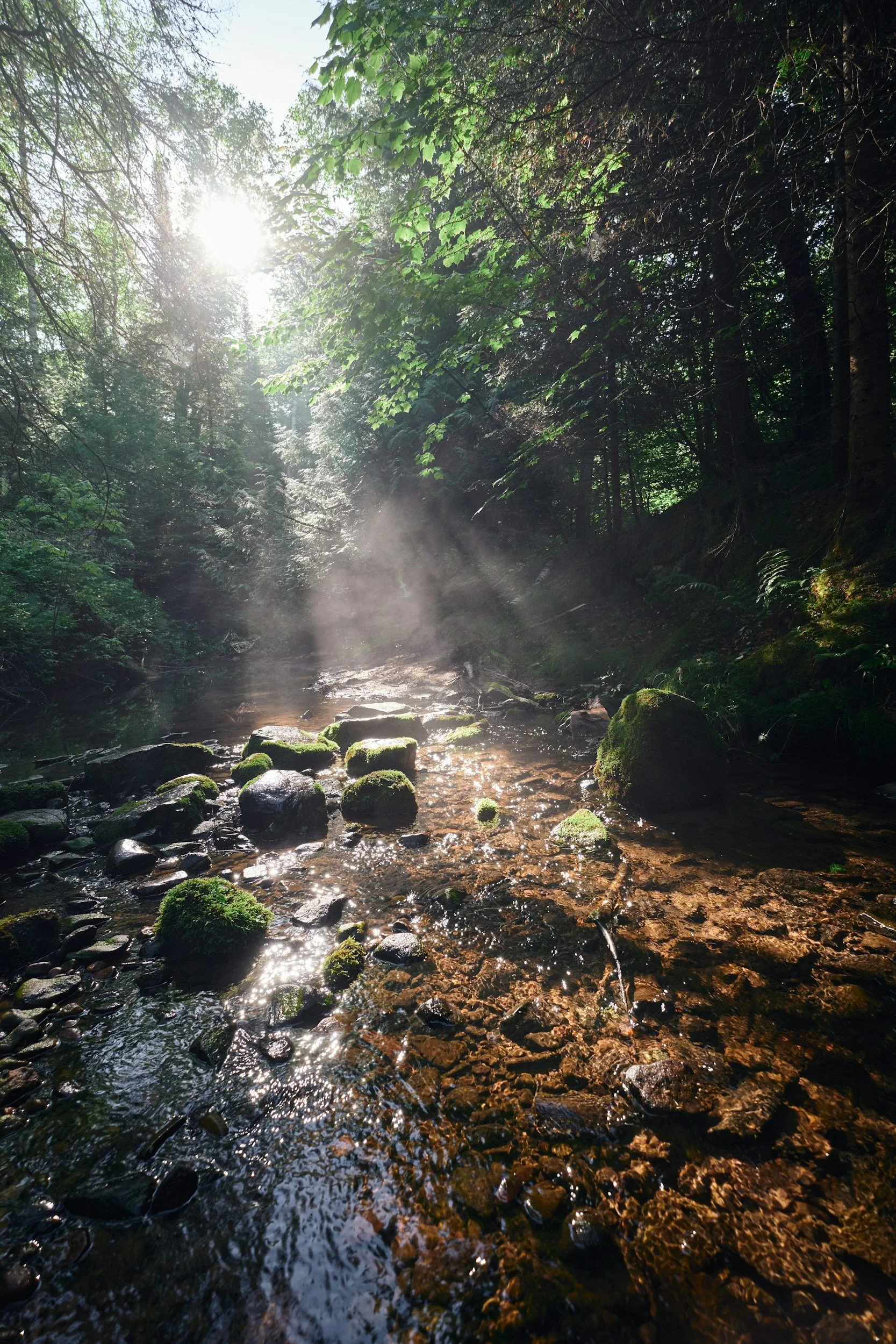 Sunlight filtering through green tree leaves illuminates a rocky forest stream with moss-covered stones and flowing water.