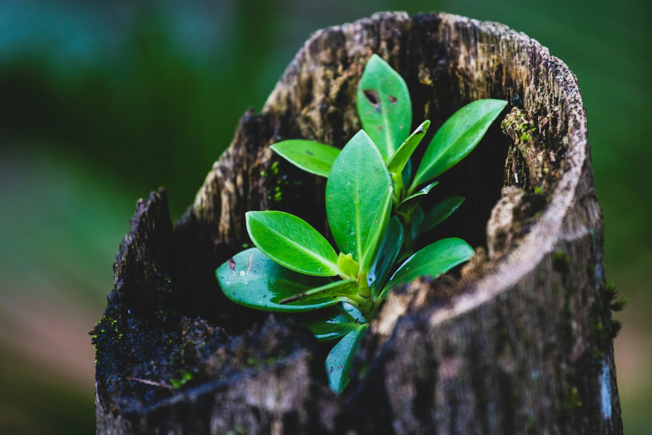 Green plant growing inside a hollowed tree stump.