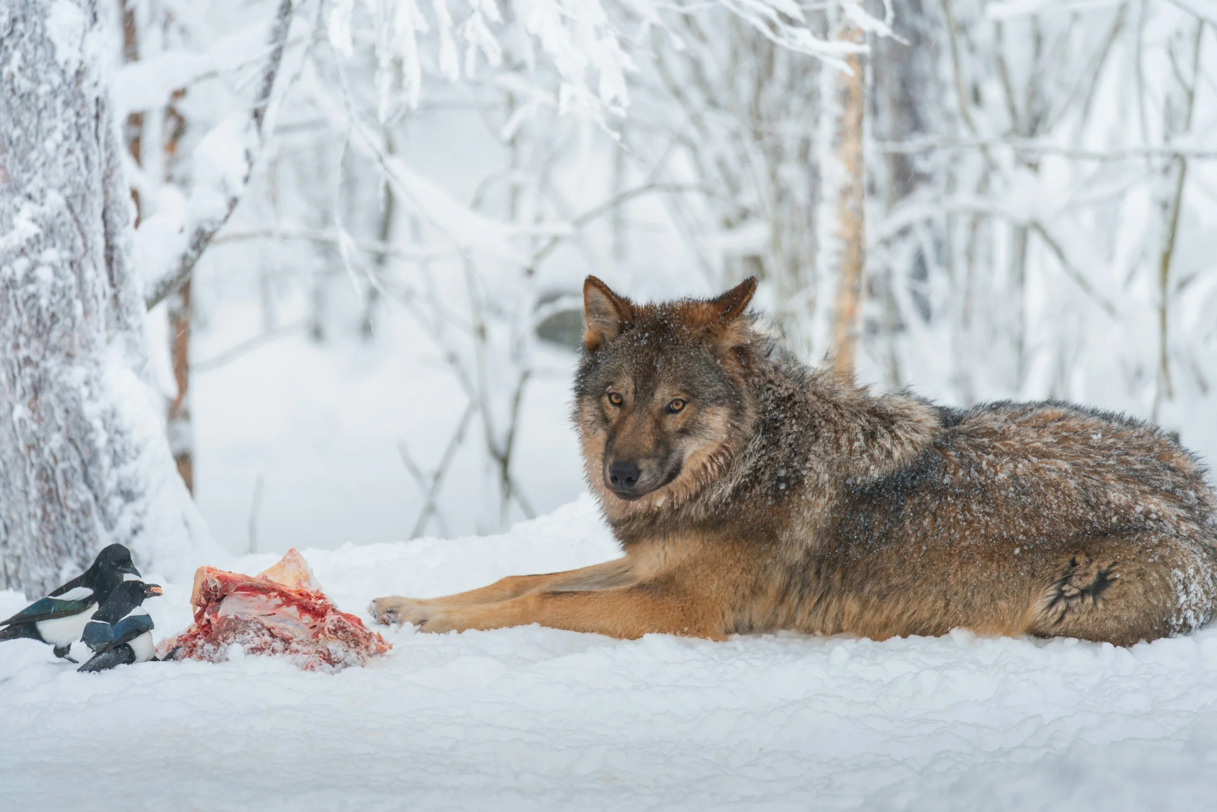 The Hostile Wilderness