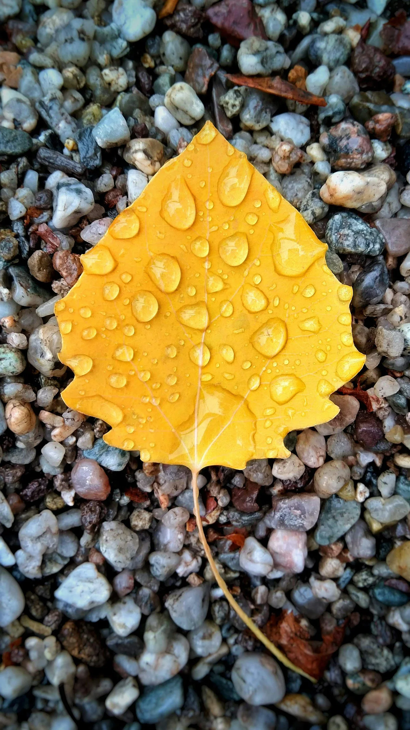 A yellow leaf with water droplets on it lying on a bed of small pebbles and stones.