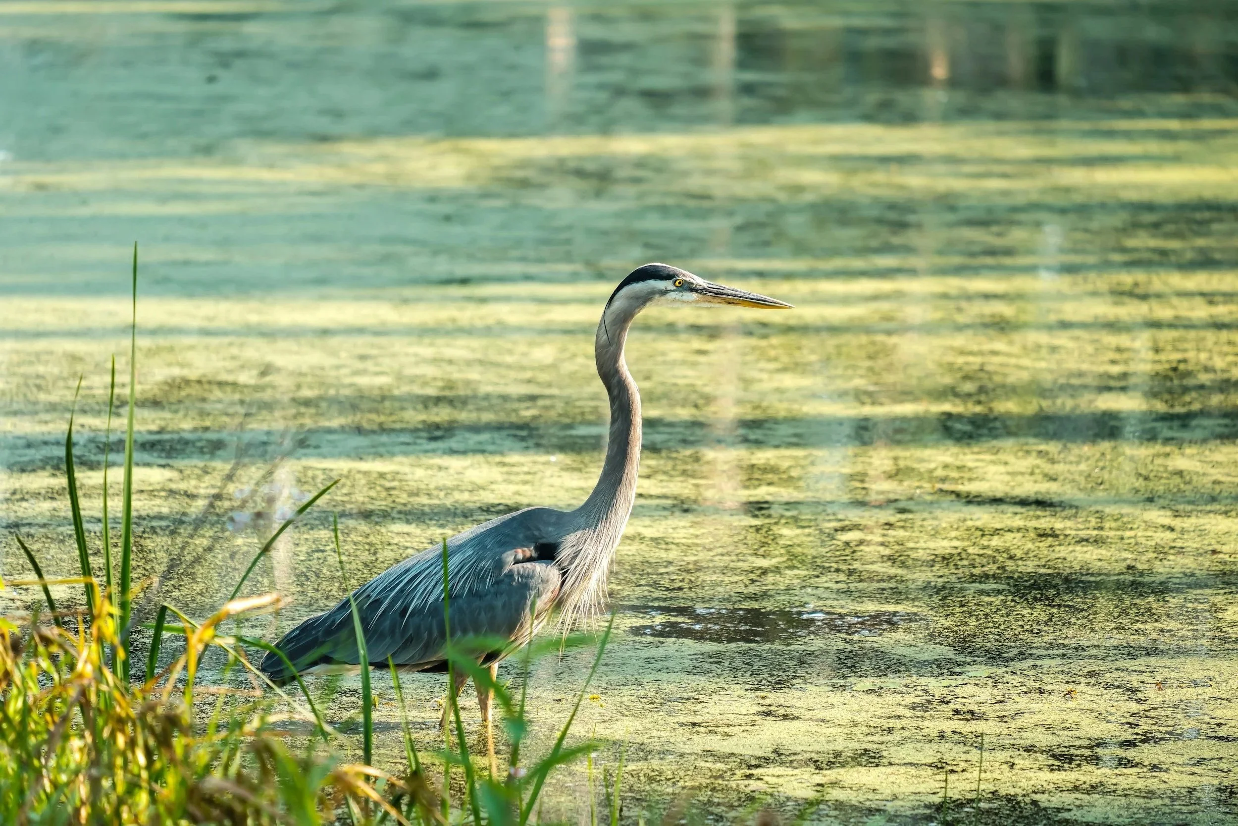 A heron standing near the edge of a pond covered with green algae or duckweed, with tall grass in the foreground.