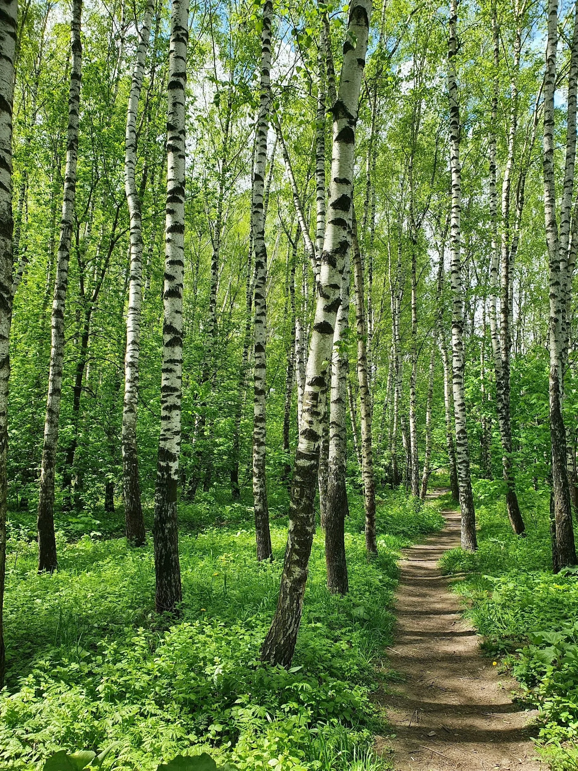 A lush green forest with a narrow dirt path winding through tall, slender deciduous trees with white bark and black markings, dense foliage, and sunlight filtering through the leaves.