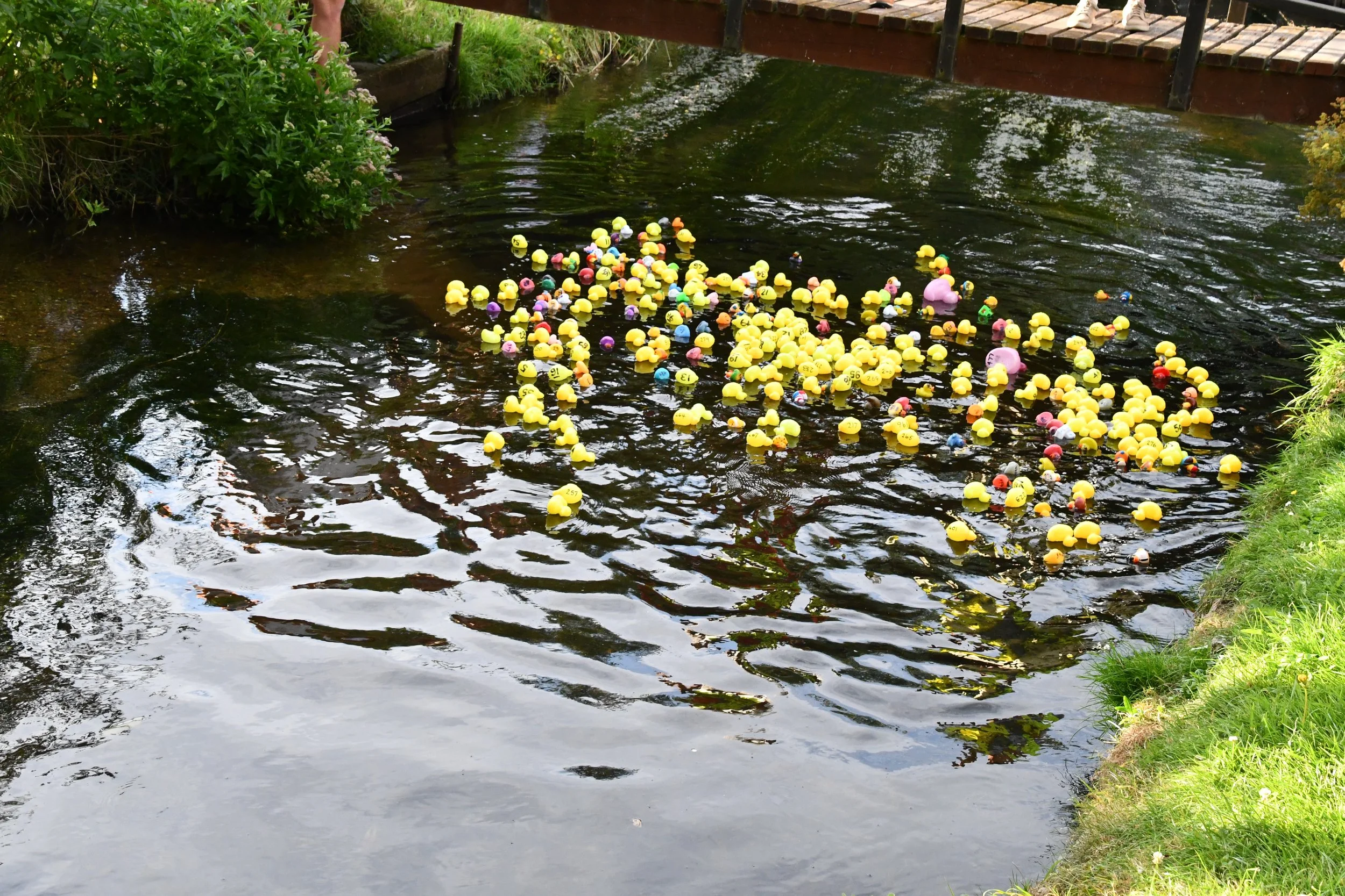 ducks.jpg