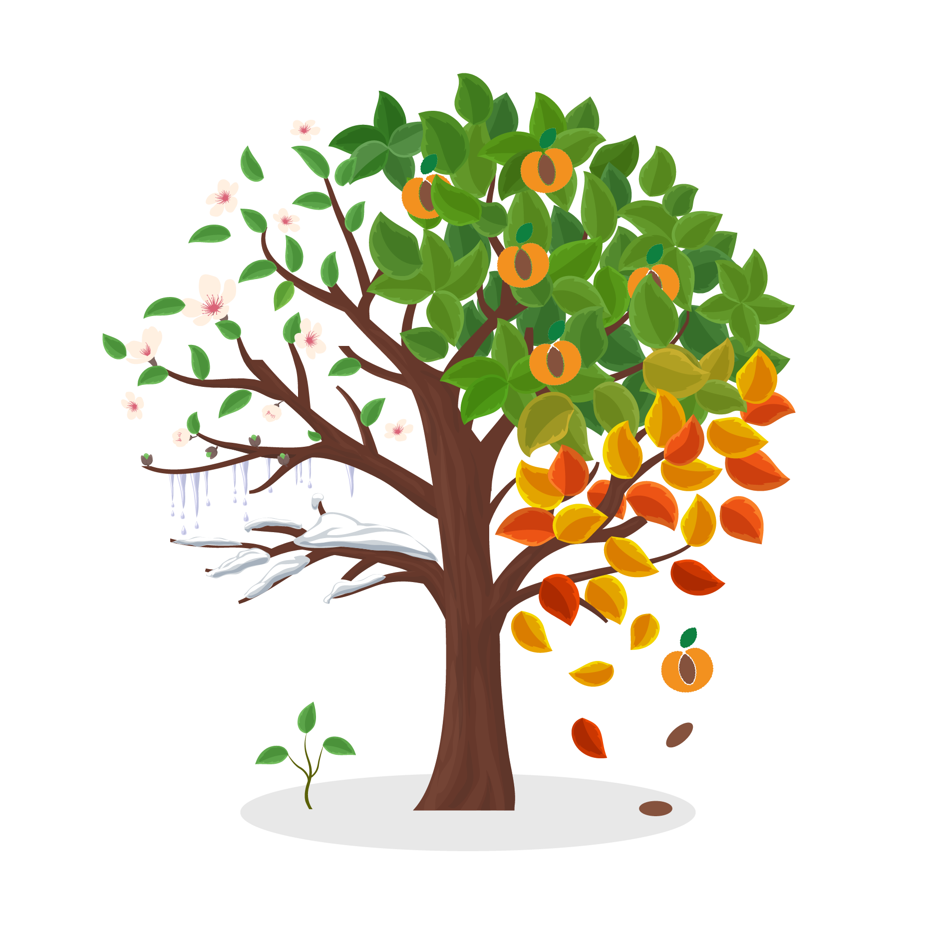 apricot tree.png