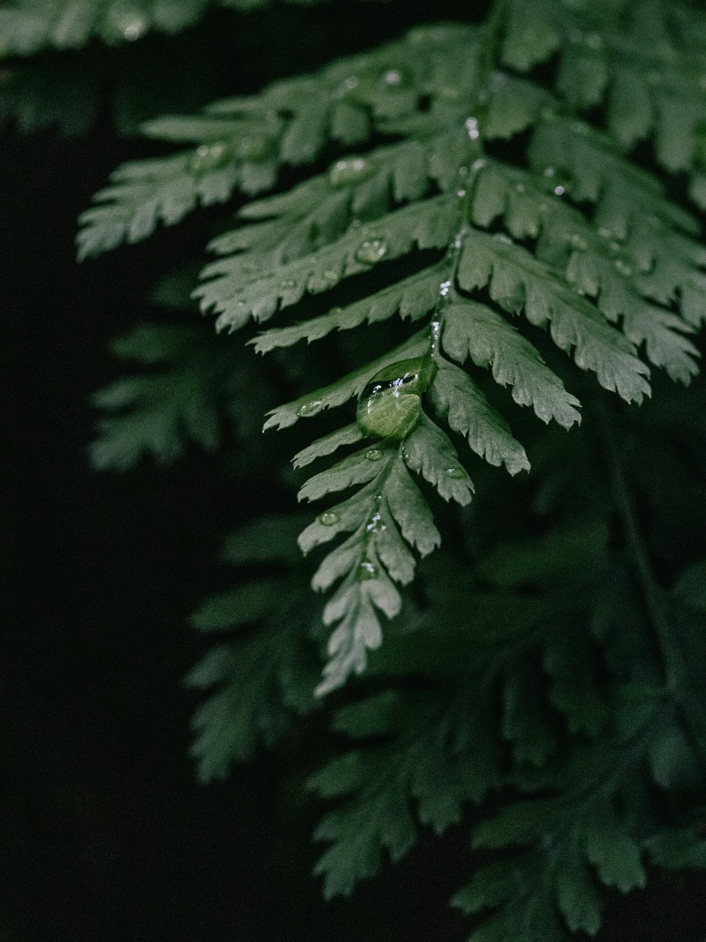 Just a lil fern enjoying a spa day 💦